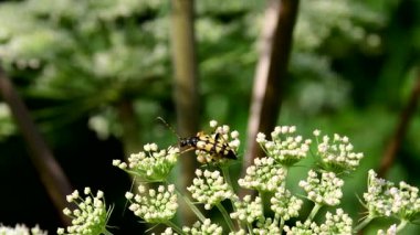 Benekli uzun boynuzlu böcek yazın Almanya 'da bir melek çiçeğinin üzerinde.