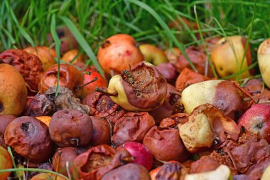 Almanya 'da yaz aylarında düşen, çürük elmalar ve armutlar 