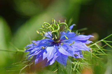 siyah kimyon çiçeği, baharat ve şifalı bitki