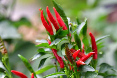 Tay biberi ve olgun meyveler yakın planda.