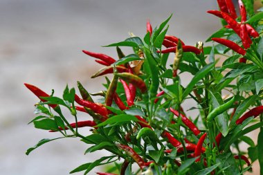 Tay biberi ve olgun meyveler yakın planda.