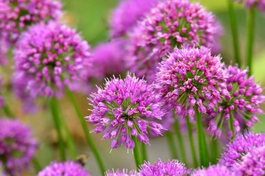 Sabah çiçekli ittifak