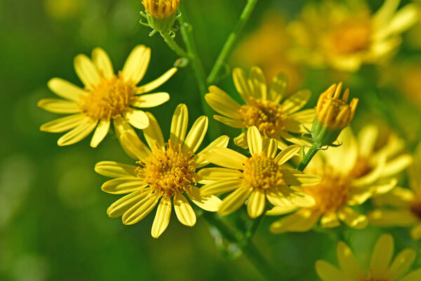 ragwort with flower in summer in Germany