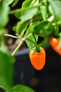 Olgun biberli jalapeno biberi