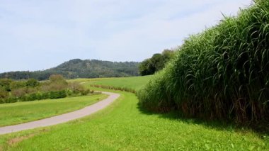 Almanya 'da bir tarlada çim değiştir, tüm tarlayı ve yakın çekim yap.