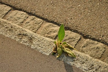 Büyük Mullein, hayatta kalma mücadelesi