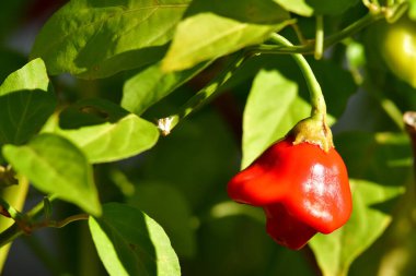 Piskoposlar bitkisinin üzerinde kırmızı biber taçlandırır