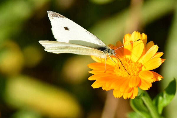 cabbage butterfly on a flower of a marigold