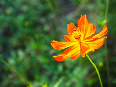 Doğa sahnesinde turuncu kozmos çiçeği.