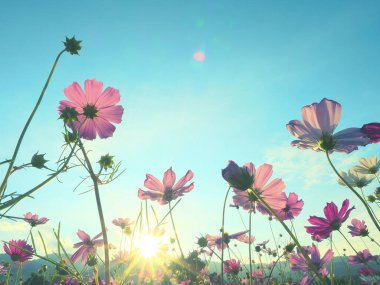 Cosmos flowers blooming in garden. Beautiful cosmos flowers.