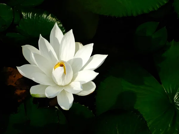 Flor Loto Blanco Sobre Fondo Verde Oscuro —  Fotos de Stock