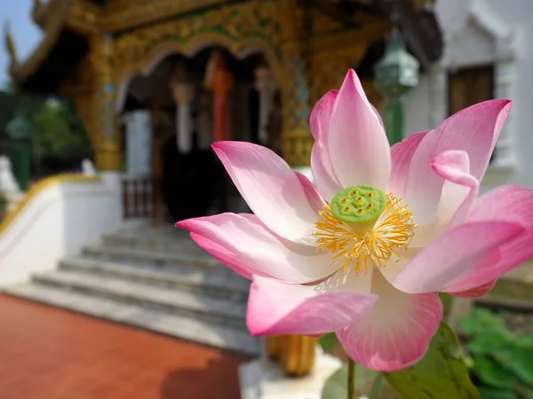 Flor Lótus Templo Chiang Mai Tailândia — Fotografia de Stock