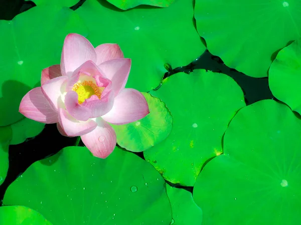 Fond Vert Vue Haut Belle Fleur Lotus Couleur Rose Rafraîchissante — Photo