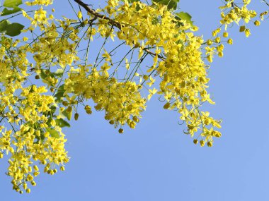 Yazın parlak renkler. Altın Duş Ağacı. Ratchapruek çiçekleri. Songkran festivalinin sembolü. 