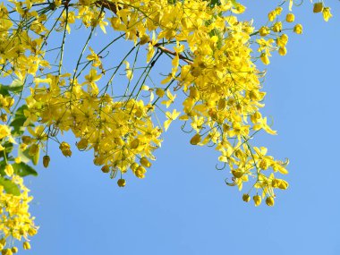 Yazın parlak renkler. Altın Duş Ağacı. Ratchapruek çiçekleri. Songkran festivalinin sembolü. 