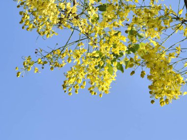 Yazın parlak renkler. Altın Duş Ağacı. Ratchapruek çiçekleri. Songkran festivalinin sembolü. 