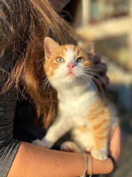 Küçük Kedicik Yukarı Bakıyor Bir Kız Kollarında Bir Kedi Tutuyor Stok Fotoğraf