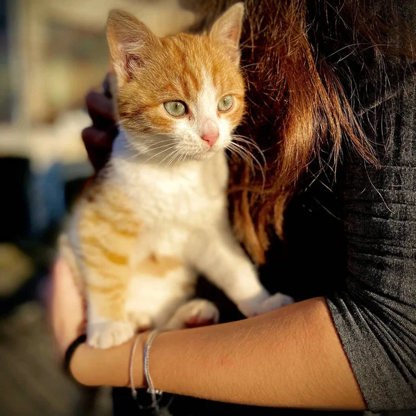 女の子は腕の中に猫を抱えていて ロイヤリティフリーのストック写真