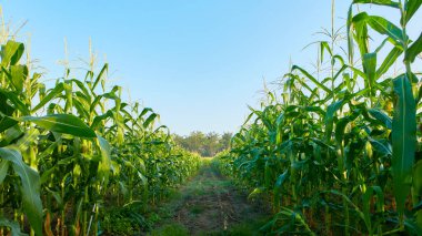 Mısır tarlasının arka planında gün doğumu