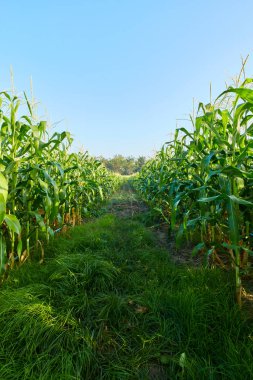 Mısır tarlasının arka planında gün doğumu