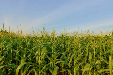 Bir çiftlikteki mısır tarlası Mavi gökyüzü arka planında