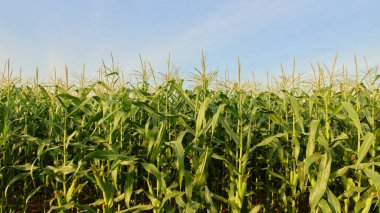 Bir çiftlikteki mısır tarlası Mavi gökyüzü arka planında