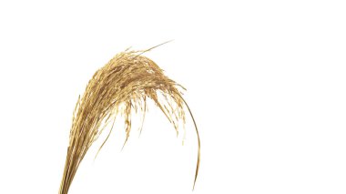 Beyaz arka planda çeltik pilavı. Fotokopi alanı olan çeltik ağacı pirinci.