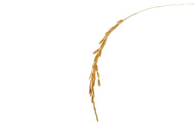 Beyaz arka planda çeltik pilavı Çeltik yasemin pirincinin kulakları