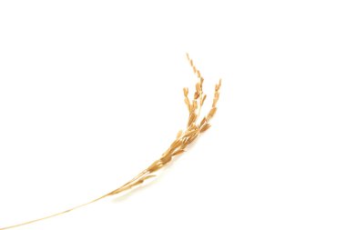 Beyaz arka planda Paddy pilavı Çeltik yasemin pirinci kulakları