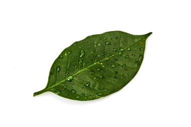 Green coffee leaf with dew spotted or raindrops on white background