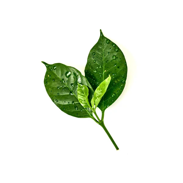 Green coffee leaf with dew spotted or raindrops on white background