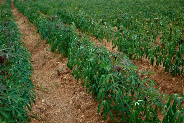 Asya 'daki tarımsal tarlalarda sıralanmış yeşil kasava tarlaları.