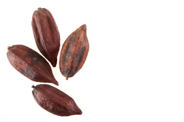 Beyaz arka planda izole edilmiş kurutulmuş kakao meyvesinin üst görünümü