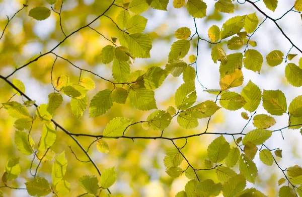 黄色と緑の秋の角線の葉 自然背景 — ストック写真