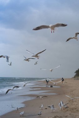 Martı gökyüzünde uçuyor. Mavi gökyüzünde süzülen bir martı sürüsü. 