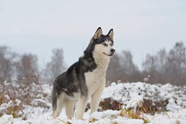 在雪地里散步的哈士奇狗 哈士奇狗的肖像 — 图库照片