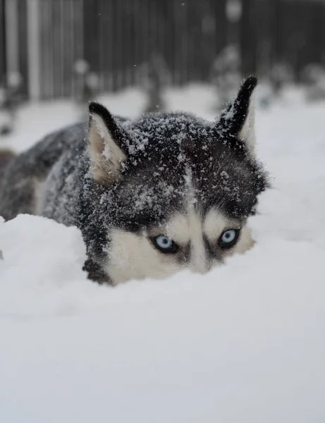 Siberian Husky Liegt Schnee — Stockfoto
