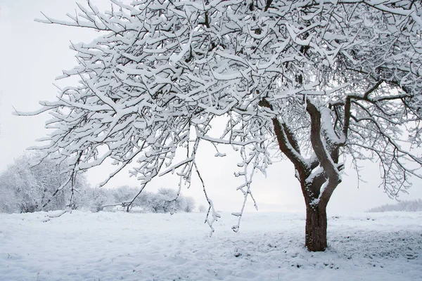 Ogród Pokryte Śniegiem — Zdjęcie stockowe