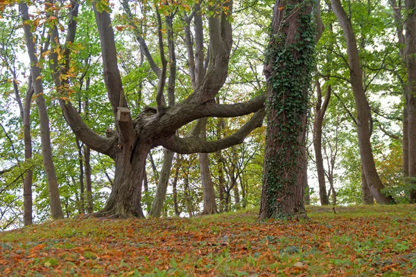 美しい秋の公園 美しい秋の風景 — ストック写真