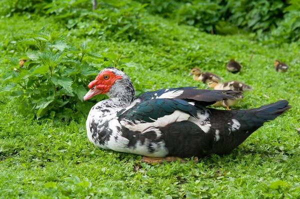 Muscovy Duck Cairina Moschata Ogrodzie — Zdjęcie stockowe