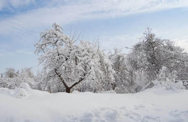 Een Tuin Bedekt Met Sneeuw — Stockfoto