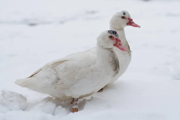 Moscovy Duck Nieve Cerca Del Agua Congelada Pájaro Blanco Sobre — Foto de Stock