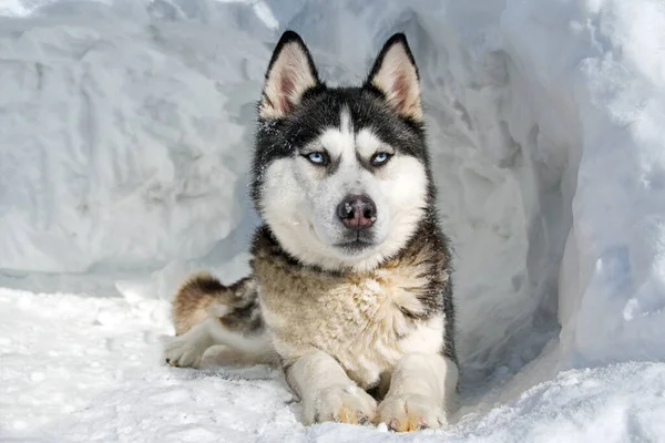 Eskimo Köpekleri Buz Üstünde Dinleniyor — Stok fotoğraf