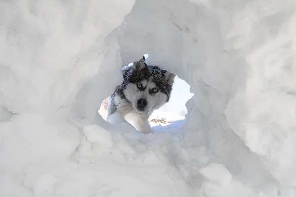 Husky Cão Raça Espreita Uma Caverna Neve — Fotografia de Stock