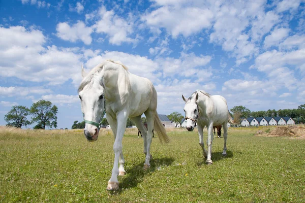 Ritratto Bel Cavallo Bianco — Foto Stock
