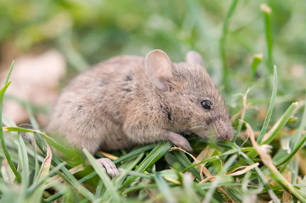 Mouse Sitting Grass Stock Photo