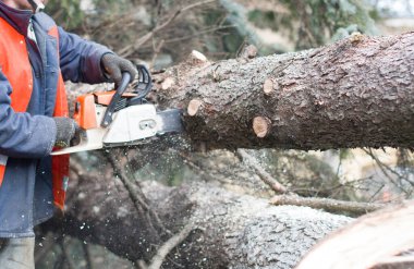 Elektrikli testereyle ağaç kesen bir adam. Orman plantasyonlarını eski ağaçlardan temizler, yakacak odun hazırlar..
