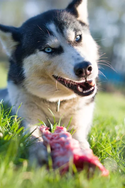 Husky dog eat bone on meadow. Close up
