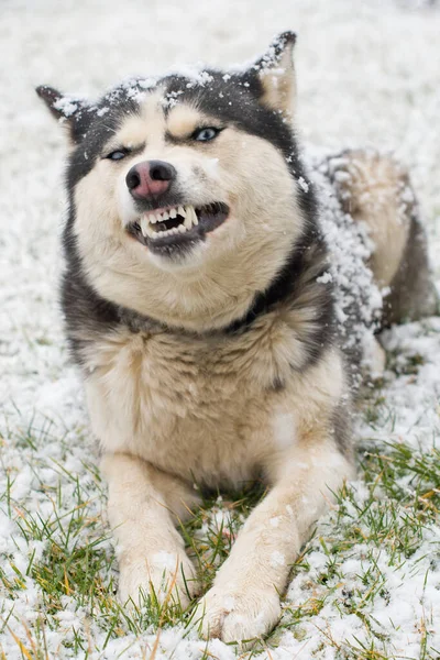 Zły Siberian Husky Pies Portret Zimowy — Zdjęcie stockowe