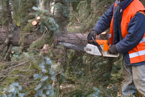 Ein Mann Sägt Mit Einer Kettensäge Einen Baum Entfernt Alte — Stockfoto